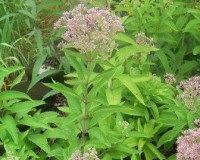eupatorium purpureum 7-10br.jpg